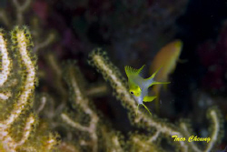 Damsel @ Moalboal by Taco Cheung 